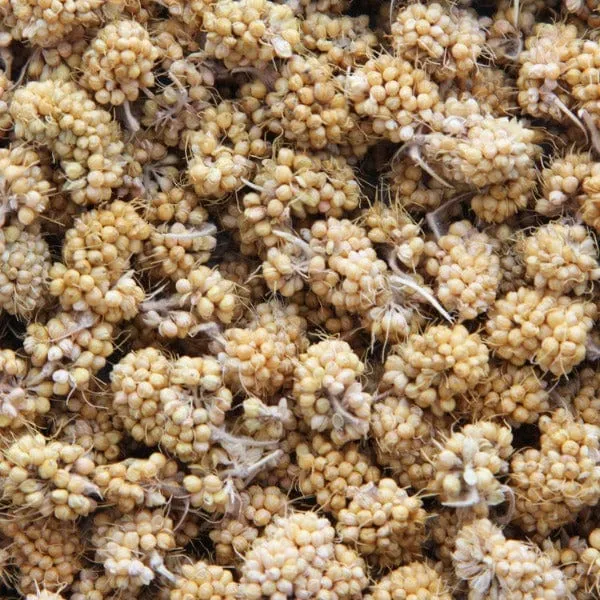 Sunburst Millet Bits Gourmet Natural Bird Treats